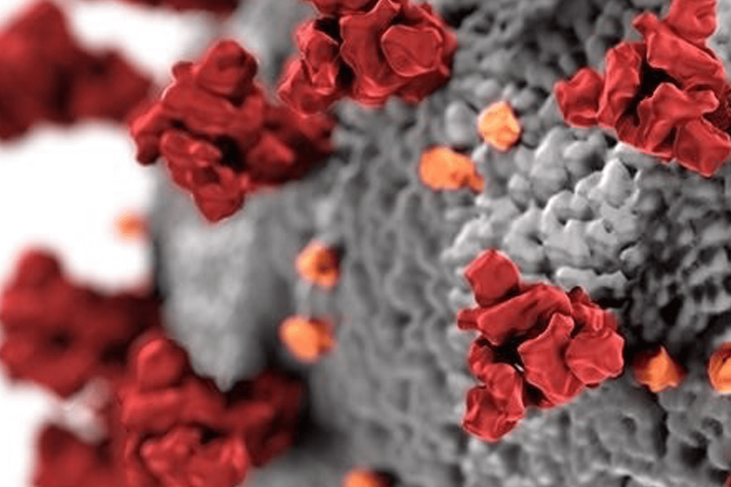 Corona Virus – Covid 19