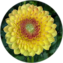 R Lewis profile picture